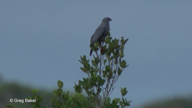 káně dlouhonohá (ssp. caerulescens) - ML201826701