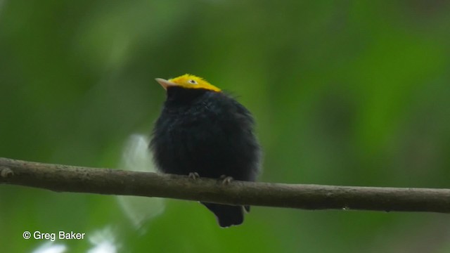 Manakin à tête d'or - ML201826731