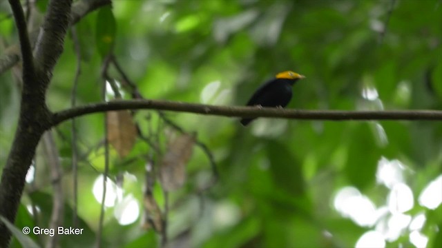 Manakin à tête d'or - ML201826741