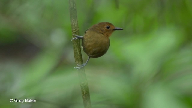 Sırtı Pullu Karıncakuşu (lepidonota/duidae) - ML201826751