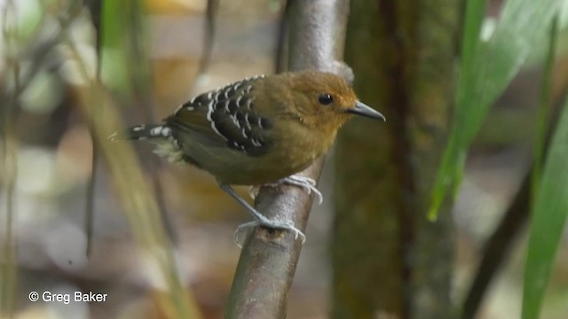 Sırtı Pullu Karıncakuşu (lepidonota/duidae) - ML201826761