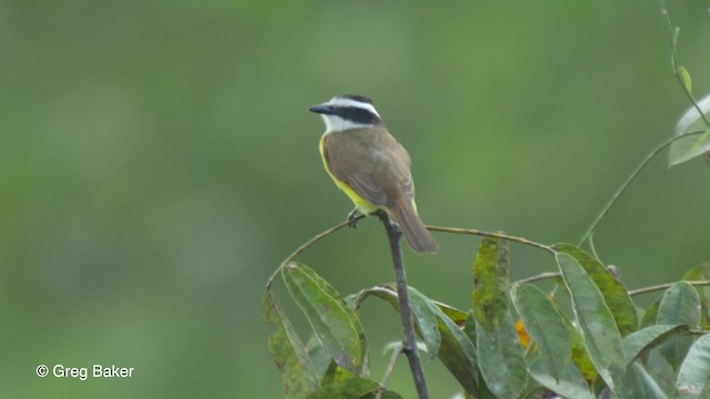 Lesser Kiskadee - ML201826771