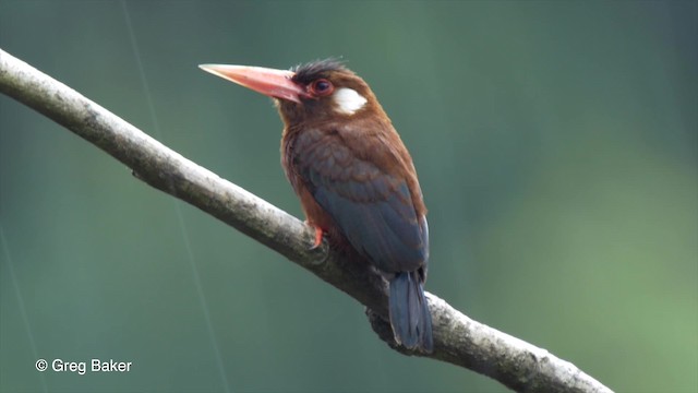 White-eared Jacamar - ML201826781