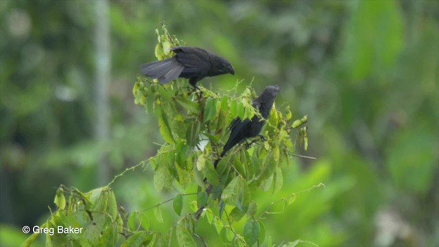 Smooth-billed Ani - ML201826791