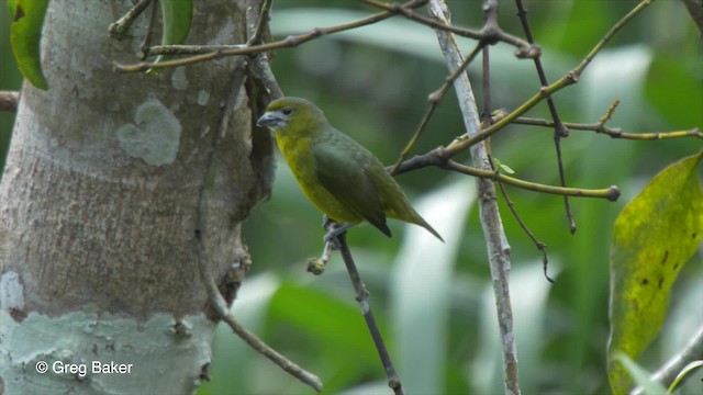 Golden-bellied Euphonia - ML201826801