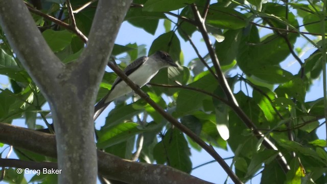 White-rumped Sirystes - ML201826831