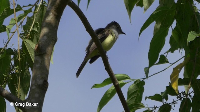 Short-crested Flycatcher - ML201826841