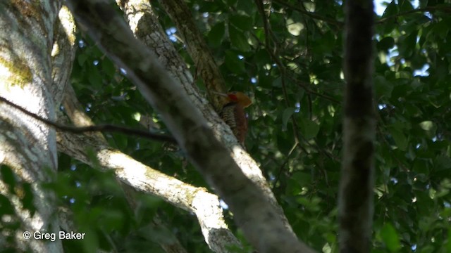 Carpintero Pechinegro Guayanés (occidentalis) - ML201826851