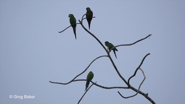 Chestnut-fronted Macaw - ML201826861