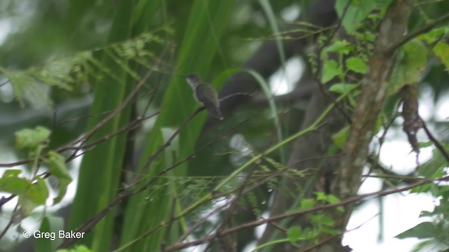 Colibri à queue verte - ML201826881