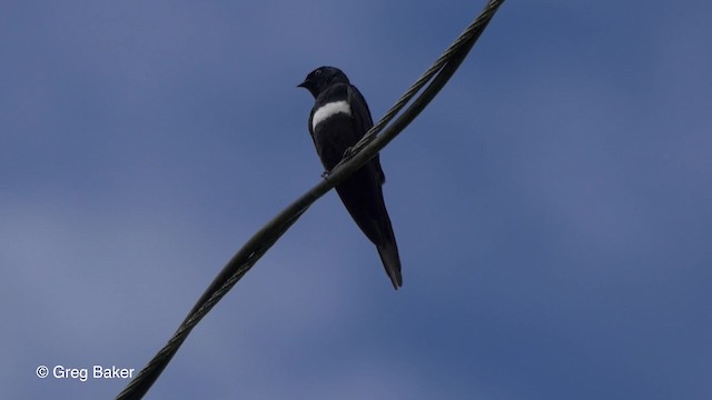 Golondrina Fajiblanca - ML201826931