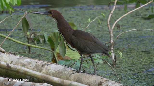 Rufescent Tiger-Heron - ML201826951