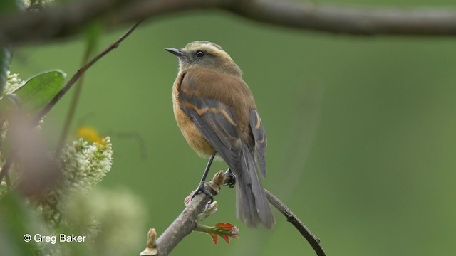 Brown-backed Chat-Tyrant - ML201827051