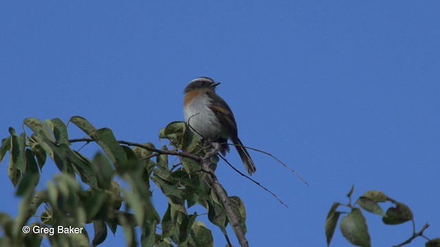 Rufous-breasted Chat-Tyrant - ML201827081