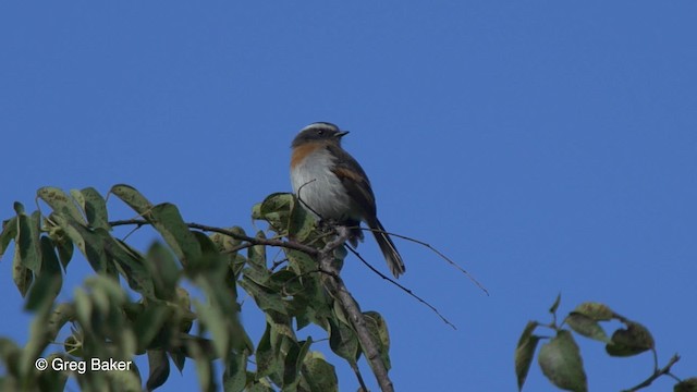 ムネアカヒタキタイランチョウ - ML201827081