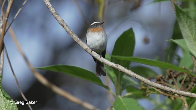 ムネアカヒタキタイランチョウ - ML201827091