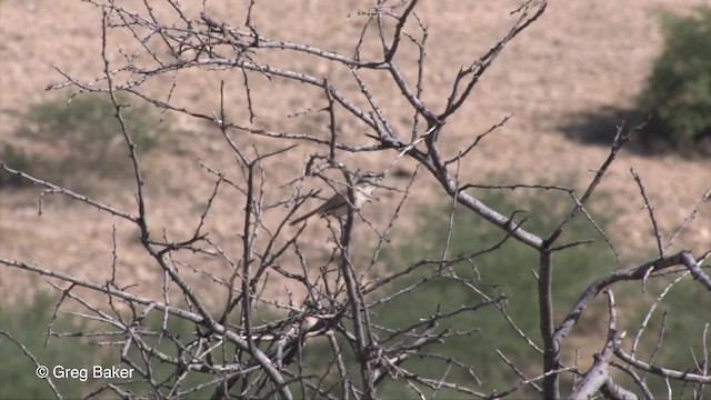 Kalahari Scrub-Robin - ML201827161