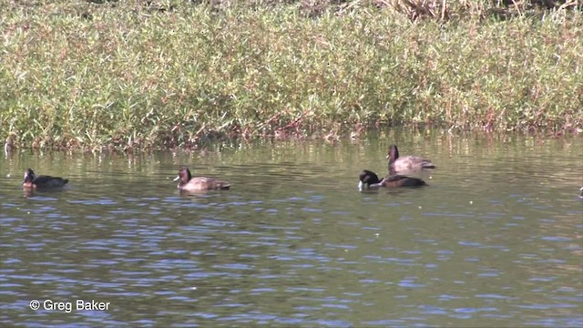 Southern Pochard - ML201827191