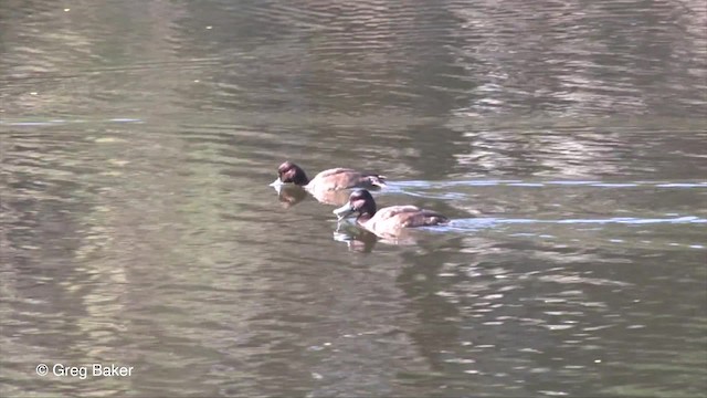 Southern Pochard - ML201827201