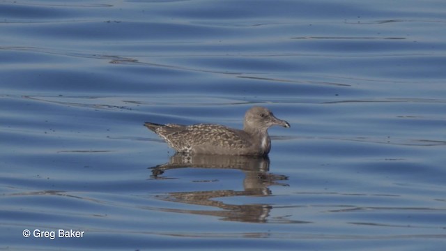 Herring Gull (American) - ML201827231