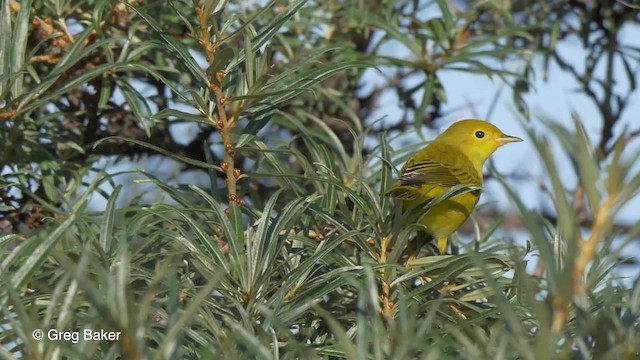 Yellow Warbler (Northern) - ML201827241