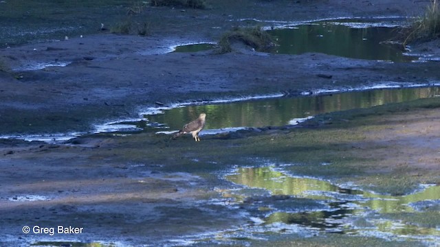 Sharp-shinned Hawk (Northern) - ML201827301