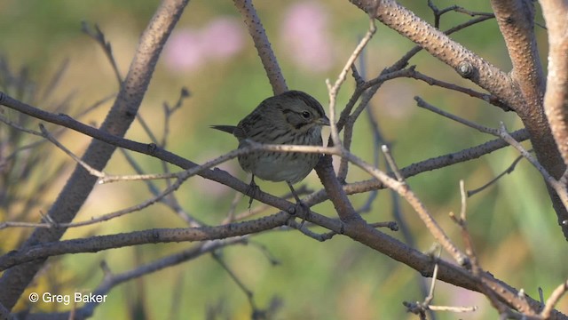 Lincoln's Sparrow - ML201827311