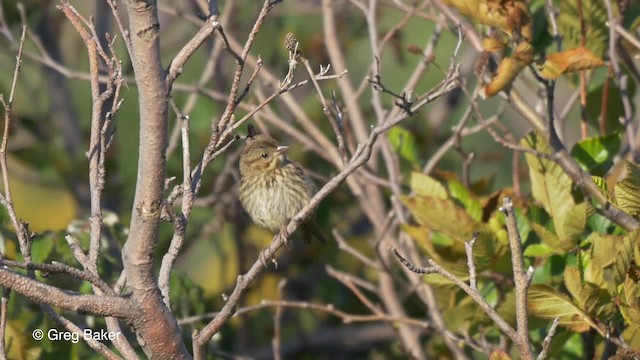 Lincoln's Sparrow - ML201827321