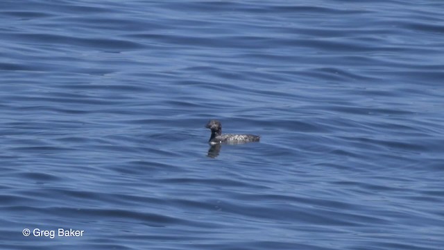 Common Loon - ML201827331