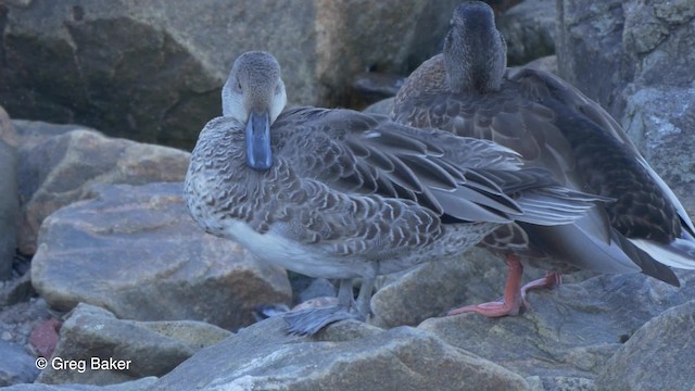 Northern Pintail - ML201827341