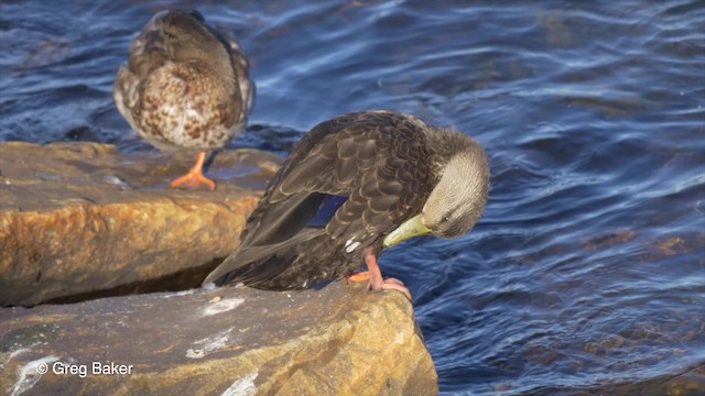 Canard noir - ML201827351