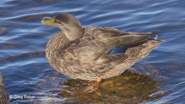 American Black Duck - ML201827361