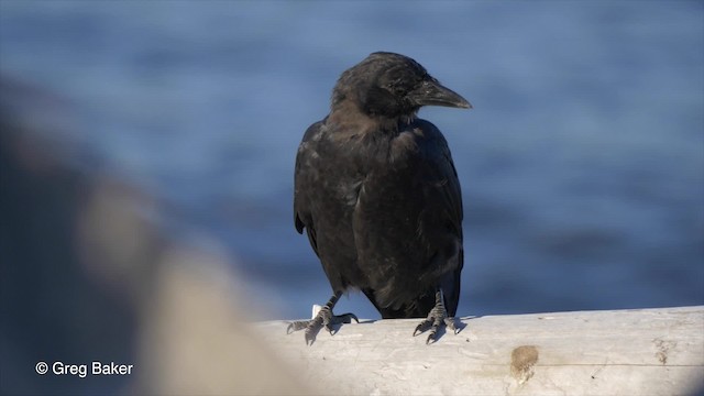 American Crow - ML201827371