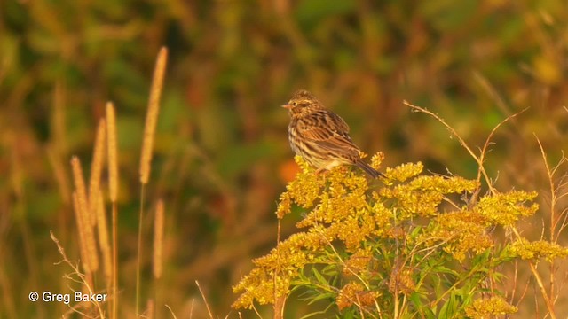 Savannah Sparrow (Savannah) - ML201827391