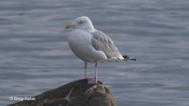 Herring Gull (American) - ML201827411