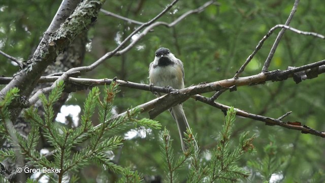 Black-capped Chickadee - ML201827441