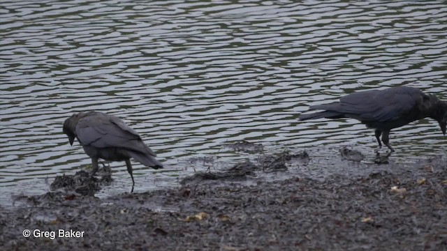 American Crow - ML201827511