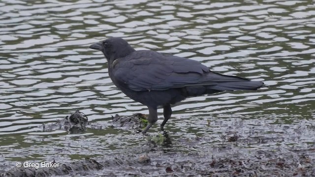 American Crow - ML201827521