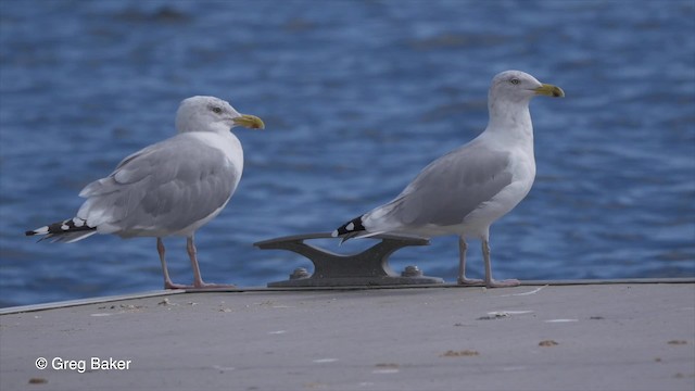 Herring Gull (American) - ML201827561