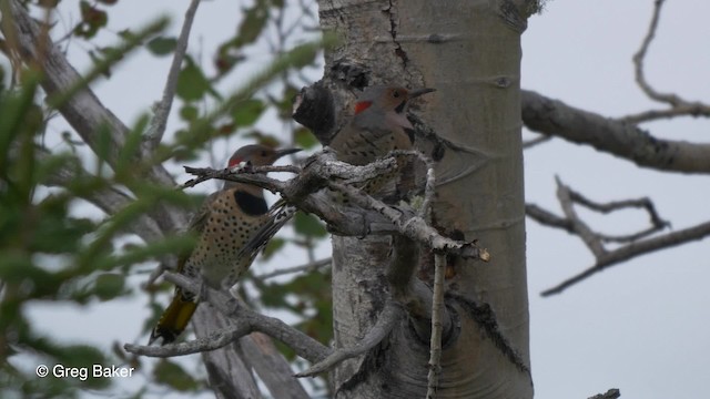Northern Flicker (Yellow-shafted) - ML201827571