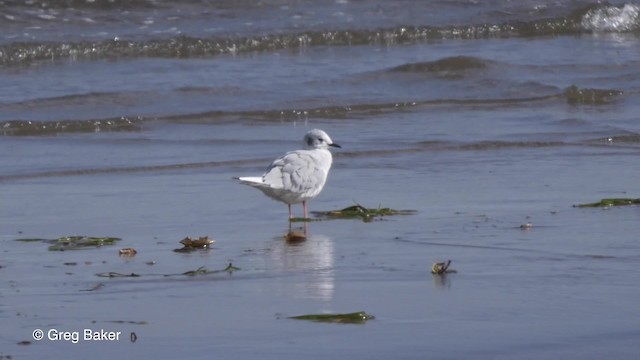 Bonaparte's Gull - ML201827591