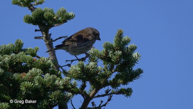 Purple Finch (Eastern) - ML201827661