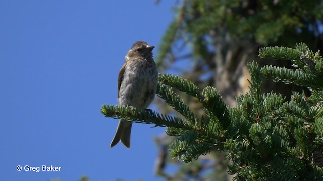 Purple Finch (Eastern) - ML201827671