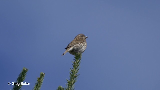 Purple Finch (Eastern) - ML201827681