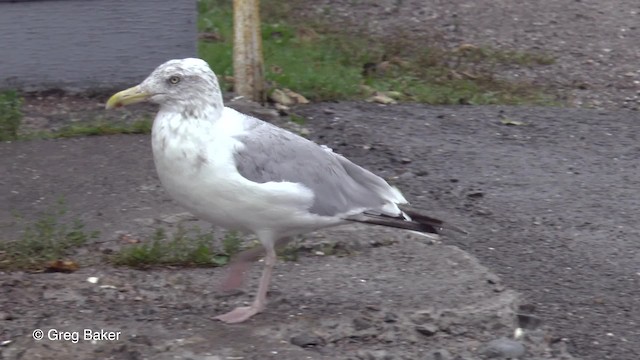 Gaviota Argéntea (americana) - ML201827701