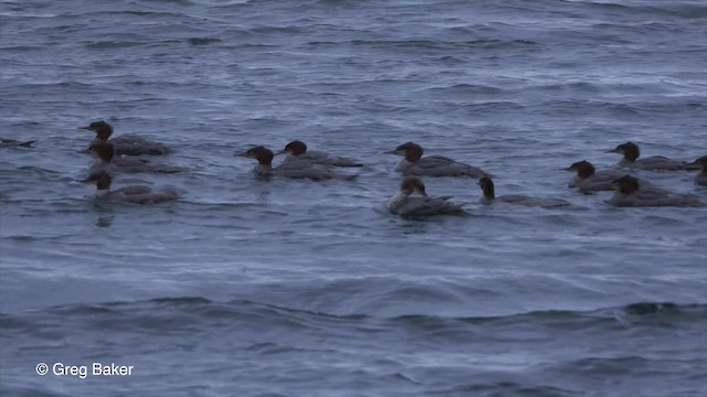 Common Merganser (North American) - ML201827711