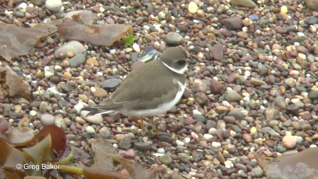 Semipalmated Plover - ML201827781