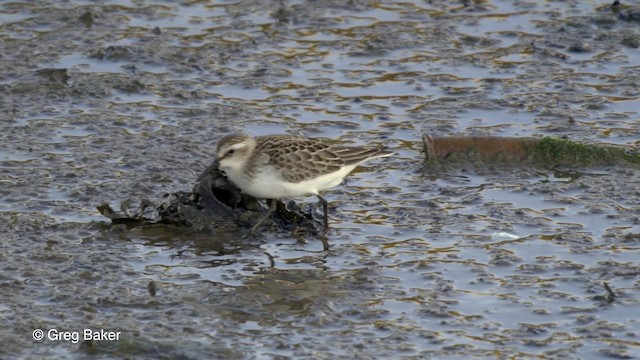 Semipalmated Sandpiper - ML201827841