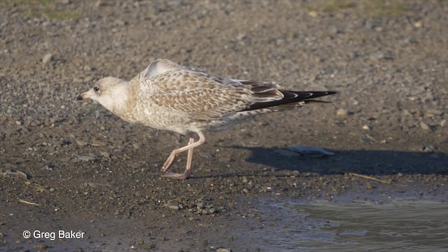 Ring-billed Gull - ML201827881