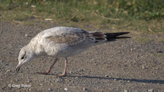 Ring-billed Gull - ML201827891